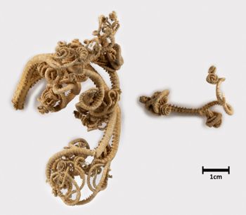 Media type: image;   Invertebrate Zoology OPH-3952 Description: View of brittle star arms.;  Aspect: legs